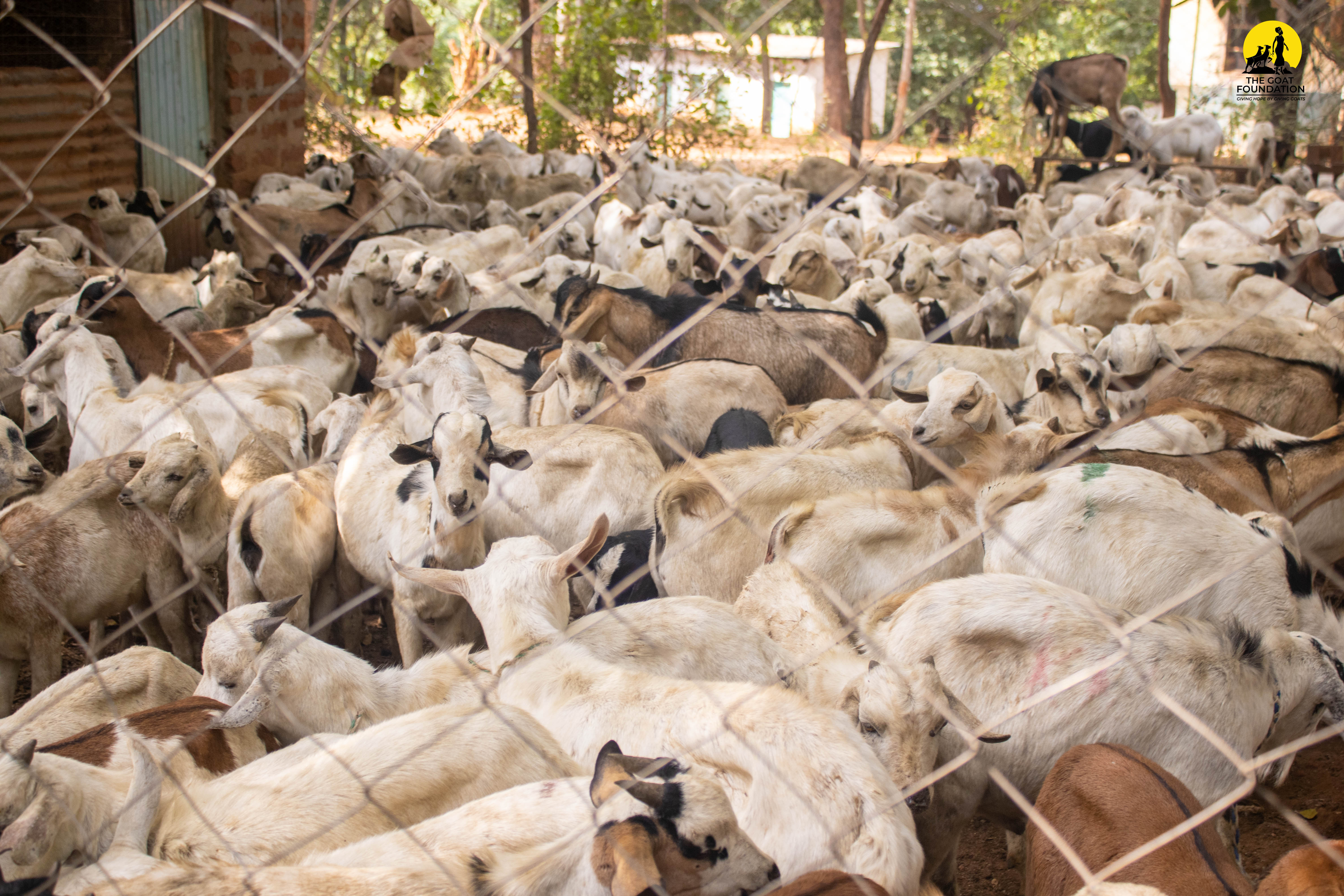 Goat Giving Event